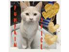 Adopt Pumpkin Spice a Cream or Ivory (Mostly) American Shorthair (short coat)