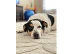 Adopt Bruno a White - with Black Rat Terrier / Pomeranian / Mixed dog in