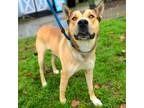 Adopt Beckham a Red/Golden/Orange/Chestnut - with White German Shepherd Dog /
