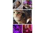 Adopt Krakken,ava,tater,possum,havoc,peabody,delburt,grey,baby grey