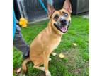 Adopt Maileen a Red/Golden/Orange/Chestnut - with White Siberian Husky / Boxer /