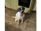 Adopt Beau a Terrier (Unknown Type, Small) / Mixed dog in Ruston, LA (40569598)