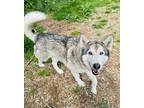 Adopt Kiowa a Gray/Silver/Salt & Pepper - with White Alaskan Malamute / Husky /