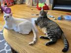 Adopt Lucky & James (bonded pair) a Brown Tabby Domestic Shorthair (short coat)