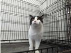 Adopt Dakota a Black & White or Tuxedo American Shorthair (short coat) cat in