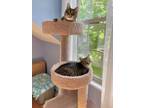 Adopt Monica & Lucky (bonded pair) a Brown Tabby Domestic Shorthair (short coat)