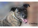 Adopt Cowboy a Brindle Beagle / Terrier (Unknown Type, Medium) / Mixed dog in