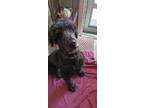 Adopt Jack a Black Poodle (Standard) / Mixed dog in Burnsville, MN (40577509)