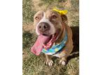 Adopt November a Brindle - with White Boxer / Mountain Cur dog in Dickson
