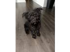 Adopt Bleu a Black Schnauzer (Miniature) / Mixed dog in Hopkins, SC (40577479)
