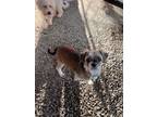 Adopt Buttermilk a Brown/Chocolate - with White Shih Tzu / Mixed dog in Renton