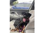 Adopt Lili a Black - with Tan, Yellow or Fawn Catahoula Leopard Dog / Mixed dog