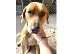 Adopt Izzabella a Red/Golden/Orange/Chestnut - with White Coonhound / Foxhound /