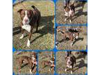 Adopt DIESEL a Brown/Chocolate - with White Labrador Retriever / Boxer / Mixed