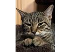 Adopt Lyric a Brown Tabby Domestic Shorthair (short coat) cat in Sioux Falls