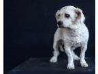 Adopt Leo a White Poodle (Standard) / Shih Tzu / Mixed dog in Arden