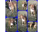Adopt ROCKET a Tan/Yellow/Fawn - with White Labrador Retriever / Boxer / Mixed