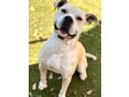 Adopt Packard a Tan/Yellow/Fawn American Staffordshire Terrier / Mixed Breed
