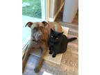 Adopt Cocoa a Red/Golden/Orange/Chestnut American Pit Bull Terrier / Mixed dog