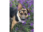 Adopt Guns a Tricolor (Tan/Brown & Black & White) Shepherd (Unknown Type) /