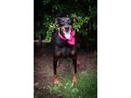 Adopt Sencha a Black - with Brown, Red, Golden, Orange or Chestnut Doberman