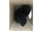 Adopt Vincent Van Gogh a All Black Domestic Shorthair / Mixed Breed (Medium) /