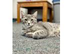 Adopt Thunder a Gray, Blue or Silver Tabby Domestic Mediumhair (medium coat) cat