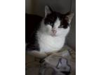 Adopt Miracle a All Black Domestic Shorthair / Mixed Breed (Medium) / Mixed