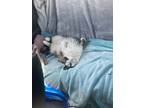 Adopt Frankie a Cream or Ivory (Mostly) Ragdoll / Mixed (long coat) cat in