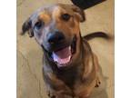 Adopt Ryder (fka King Tut) a Brown/Chocolate Rhodesian Ridgeback / Shepherd