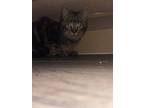 Adopt Nugget a Brown or Chocolate Tabby / Mixed (long coat) cat in Griffin
