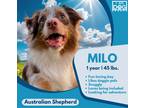 Adopt Milo a Merle Australian Shepherd / Mixed dog in Crossroads, TX (40320015)