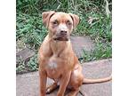 Adopt Lion a Red/Golden/Orange/Chestnut Rhodesian Ridgeback / American Pit Bull