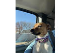 Adopt Charlie a White Jack Russell Terrier / Mixed dog in Tahlequah