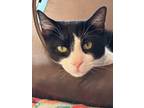Adopt Beetle a Black & White or Tuxedo Domestic Shorthair (short coat) cat in