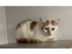 Adopt Stripe a Orange or Red (Mostly) Domestic Mediumhair (medium coat) cat in