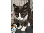 Adopt Kevin Linguine a Black & White or Tuxedo Domestic Mediumhair (medium coat)