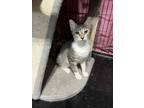 Adopt Lil Boy a Gray, Blue or Silver Tabby Domestic Mediumhair (medium coat) cat