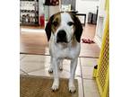 Adopt Toby a White - with Brown or Chocolate Beagle / Mixed dog in Jacksonville