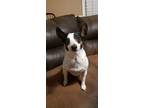 Adopt Hadley a White - with Brown or Chocolate Rat Terrier / Mixed dog in