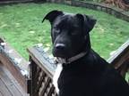 Adopt Cookie a Black Labrador Retriever / American Pit Bull Terrier / Mixed dog