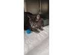 Adopt Gracie Ann a Gray, Blue or Silver Tabby Domestic Shorthair / Mixed (short