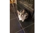 Adopt Mindy a Gray, Blue or Silver Tabby Domestic Shorthair (short coat) cat in