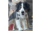 Adopt Jax a Tricolor (Tan/Brown & Black & White) Australian Shepherd / Mixed dog
