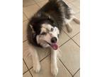 Adopt Layla a Black - with White Husky / Mixed dog in Shreveport, LA (40568516)