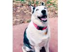 Adopt Athena a Black - with White Husky / Mixed dog in Shreveport, LA (40568534)