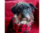 Adopt Scottie a Black - with Gray or Silver Scottie, Scottish Terrier /