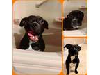Adopt SPADE a Black - with White Staffordshire Bull Terrier / Pit Bull Terrier /