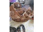 Adopt Babs a Domestic Shorthair / Mixed (short coat) cat in Bloomington