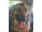 Adopt GEORGIA - Local - sf a Brindle Golden Retriever / German Shepherd Dog dog